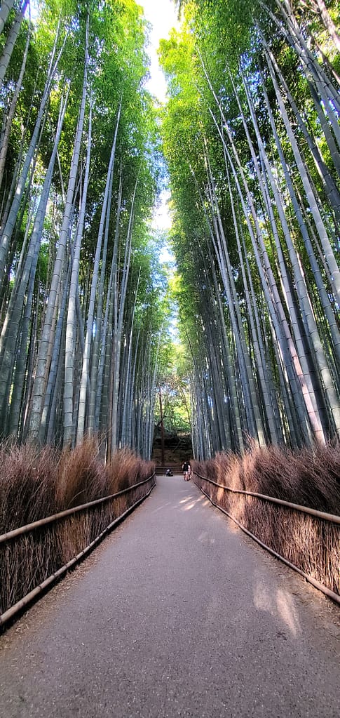 El bosque de bambú